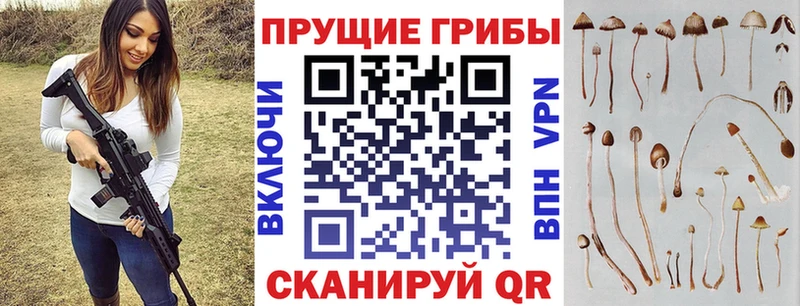 Купить  Углич  Галлюциногенные грибы Psilocybine cubensis 